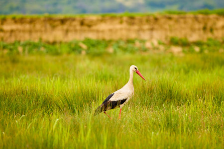 a stork sitting in the grass looking for foodの写真素材