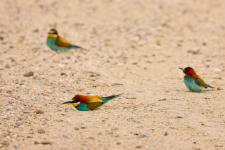 (Merops apiaster) sitting on the ground and preening their feathersの写真素材