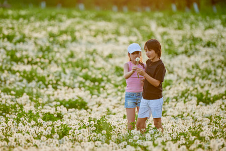 two cute children playing in a dandelion meadow.の写真素材