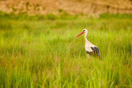 a stork sitting in the grass looking for foodの写真素材