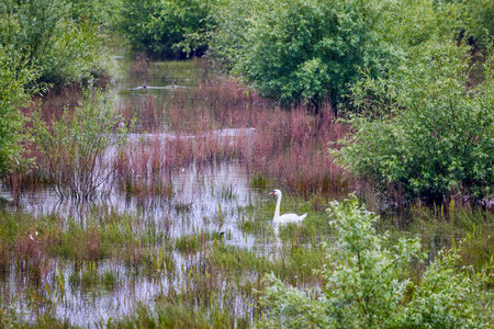 swan on a lake on a sunny dayの写真素材