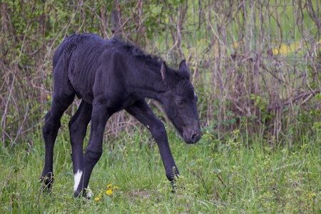 Portrait of a foal walking in a meadowの写真素材
