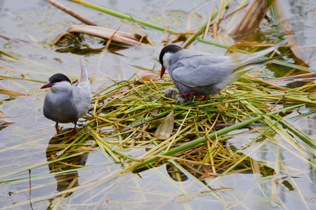 (Sterna hirundo) standing on a nest on a lake during the nesting season.