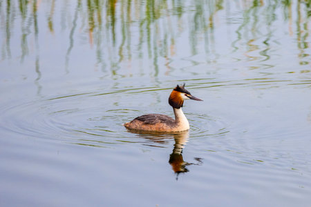 (Podiceps cristatus), floating on water on a spring dayの写真素材
