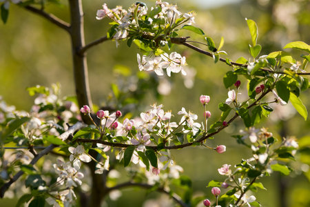 close up of a blossoming apple branch with blurred backgroundの写真素材