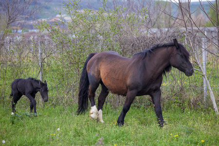 a mare with her foal next to her in a meadowの写真素材