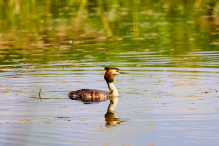 (Podiceps cristatus), floating on water on a spring dayの写真素材