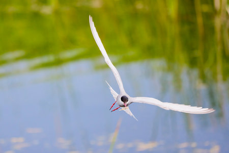 (Sterna hirundo), in flight over a lake near the nestの写真素材