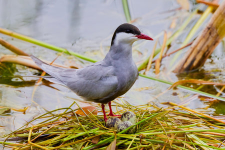 (Sterna hirundo) standing on a nest on a lake during the nesting season.の写真素材