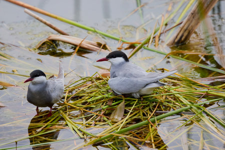 (Sterna hirundo) standing on a nest on a lake during the nesting season.の写真素材
