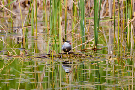 (Sterna hirundo) standing on a nest on a lake during the nesting season.の写真素材