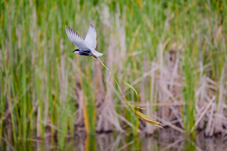 (Sterna hirundo), in flight over a lake near the nest