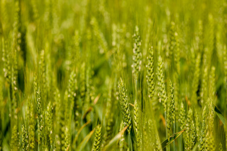 landscape with green wheat ears in an agricultural fieldの写真素材