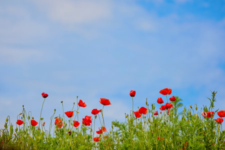 close up of a red poppy flowerの写真素材