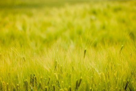landscape with green oat ears in an agricultural fieldの写真素材