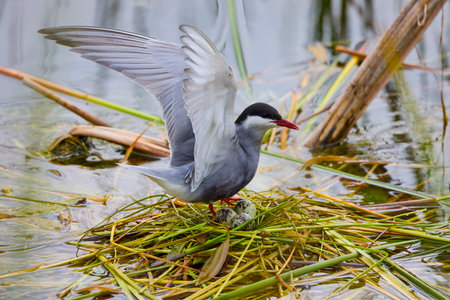 (Sterna hirundo) standing on a nest on a lake during the nesting season.の写真素材