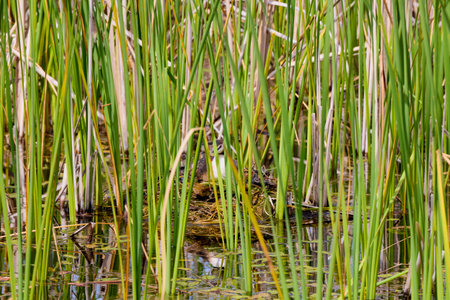 (Podiceps cristatus), seen among the reeds while sitting on the nest