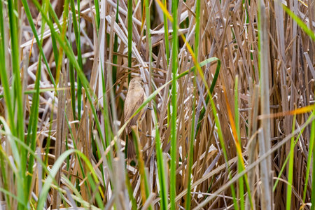 (Acrocephalus arundinaceus) standing on a reed near a lake