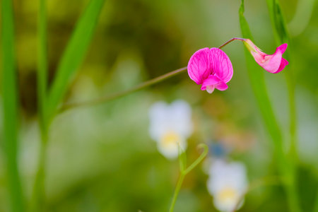 a beautiful wildflower with a blurred backgroundの写真素材