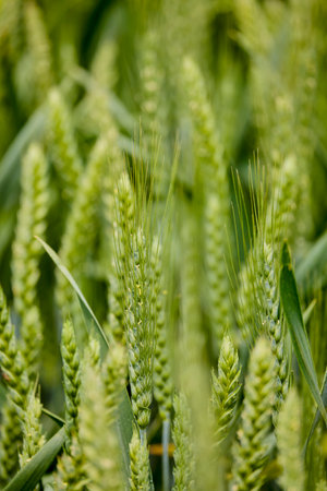 landscape with green wheat ears in an agricultural fieldの写真素材