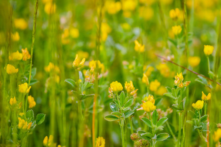 a beautiful wildflower with a blurred backgroundの写真素材
