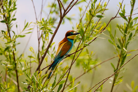 a bee-eater (Merops apiaster) sitting on a tree branch