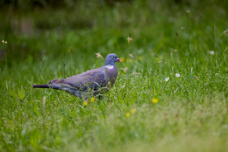 Common Wood Pigeon (Columba palumbus) Wildlife animalの写真素材
