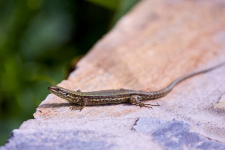 Common lizard sunbathing on a granite rock against blurred green leaves