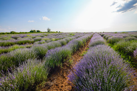a lavender crop with weeds that grow among the bushes