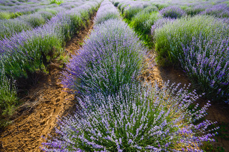 a lavender crop with weeds that grow among the bushesの写真素材
