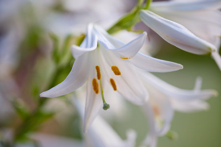 Close up of a white lily flower with focus on the pistiの写真素材