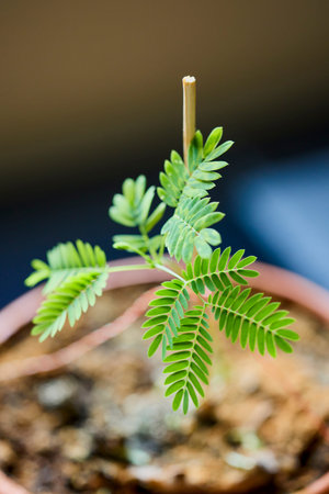 a potted Albizia julibrissin put up for propagation