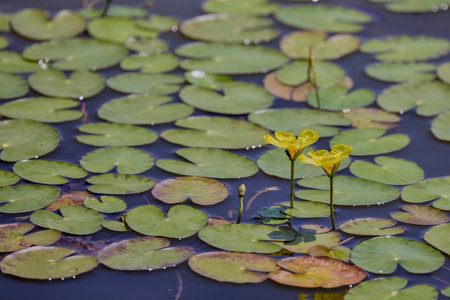 Flowers of yellow floating heart, aquatic plant. Nymphoides peltataの写真素材