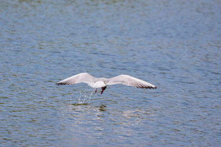 Common Tern Sterna hirundo in a typical coastal habitatの写真素材
