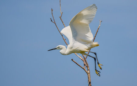 Great White Egret Egretta alba in flight on a sunny summer dayの写真素材