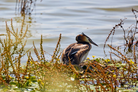 Great crested grebe - Podiceps cristatus, standing on nestの写真素材