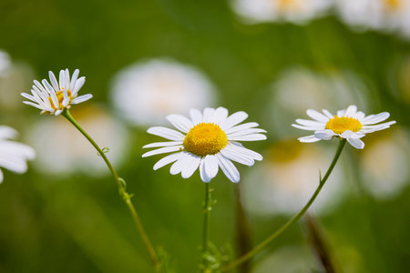 Field of daisy flowers. Chamomile in the field. White flowers on a background of green plants.の写真素材