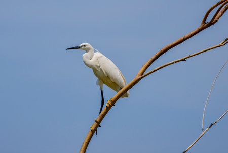 Great White Egret Egretta alba in flight on a sunny summer dayの写真素材