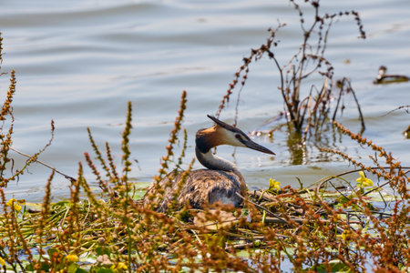 Great crested grebe - Podiceps cristatus, standing on nestの写真素材