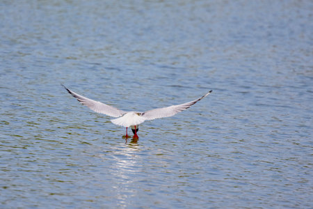 Common Tern Sterna hirundo in a typical coastal habitatの写真素材
