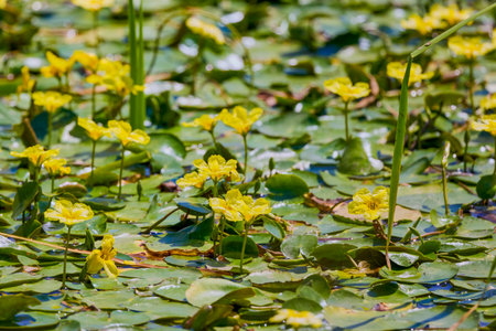 Flowers of yellow floating heart, aquatic plant. Nymphoides peltataの写真素材