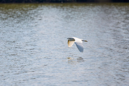 Great White Egret Egretta alba in flight on a sunny summer dayの写真素材