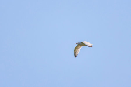 Common Tern Sterna hirundo in a typical coastal habitatの写真素材