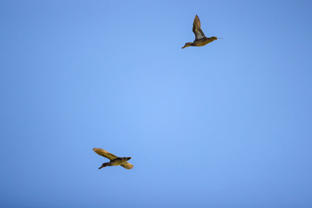 wild ducks in flight in the skyの写真素材