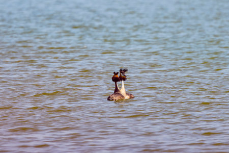 Great crested grebe - Podiceps cristatus - Medium-sized waterfowl, a pair of birds swims on the lake on a summer day.の写真素材