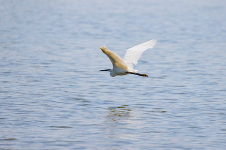 Great White Egret Egretta alba in flight on a sunny summer dayの写真素材