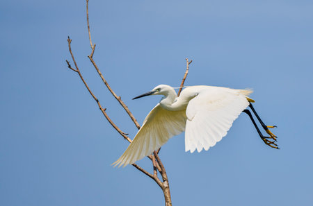 Great White Egret Egretta alba in flight on a sunny summer dayの写真素材