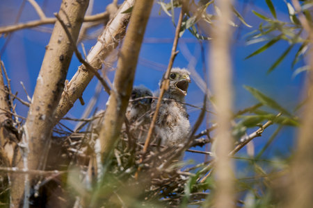 baby hawk in a nest in a treeの写真素材