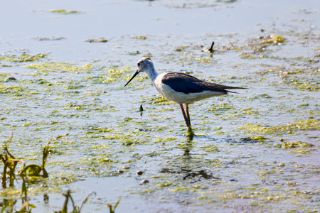 Himantopus himantopus on a lake on a sunny summer dayの写真素材