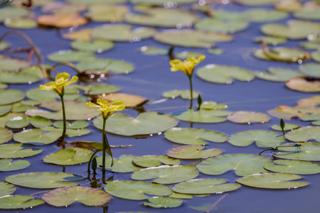 Flowers of yellow floating heart, aquatic plant. Nymphoides peltataの写真素材